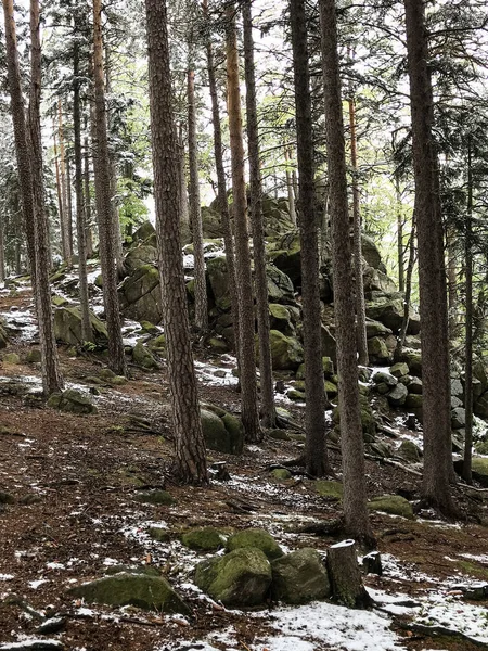 Sebuah Gambar Vertikal Dari Hutan Pegunungan — Stok Foto