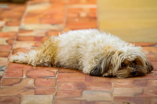 犬の品種は床に横たわっています — ストック写真