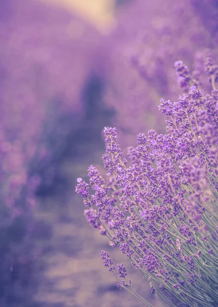 Lavendel Blommor Trädgården — Stockfoto