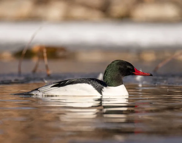 Schilderachtig Uitzicht Prachtige Vogel Natuur — Stockfoto