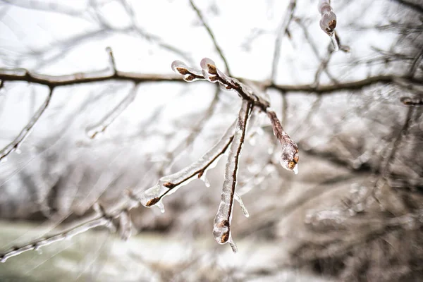 Rami Alberi Ricoperti Neve Nella Foresta — Foto Stock