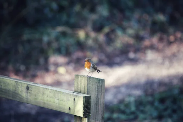 Bird Sits Log Forest — Stock Photo, Image