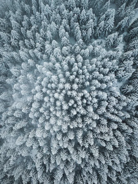 Letecký Pohled Les Zimě — Stock fotografie