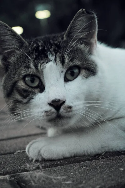 แมวส าและขาวท ตาใหญ — ภาพถ่ายสต็อก