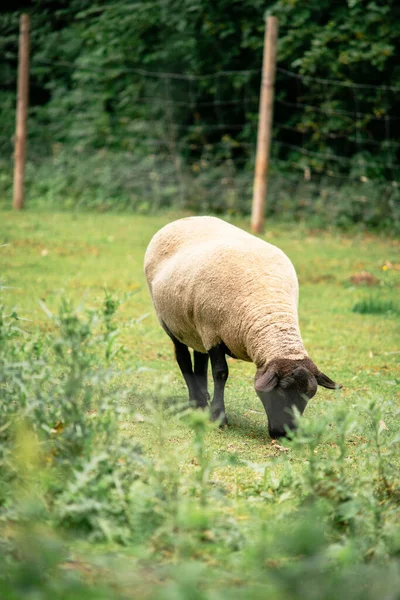 Una Giovane Pecora Pascolo Nel Prato Verde — Foto Stock