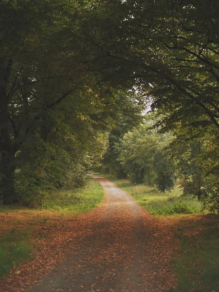 木々や緑の芝生が美しい秋の風景 — ストック写真
