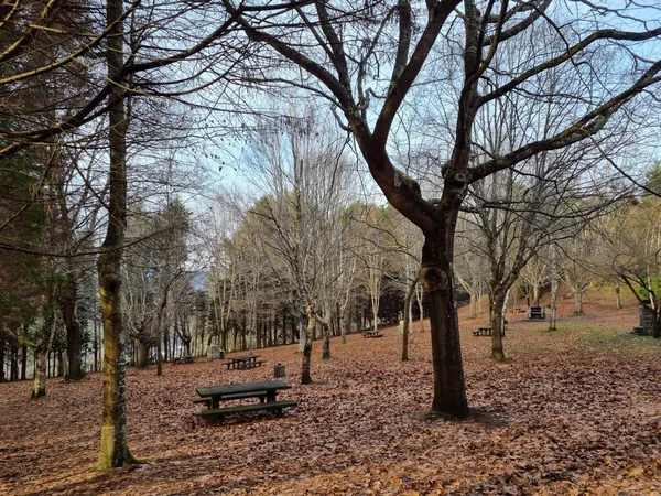 Prachtig Uitzicht Het Park — Stockfoto