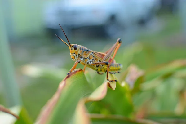 Primer Plano Del Insecto Enfoque Selectivo — Foto de Stock