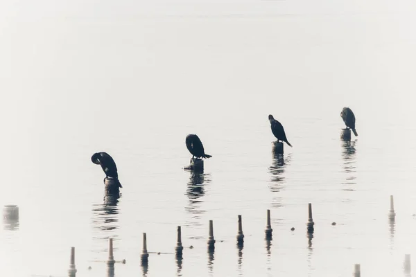 Cisnes Pretos Brancos Água — Fotografia de Stock