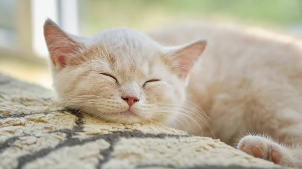 Cute Ginger Cat Lying Sofa — Stock Photo, Image