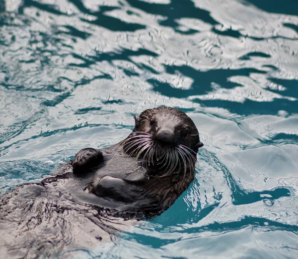 Mignon Petit Pingouin Dans Mer Images De Stock Libres De Droits