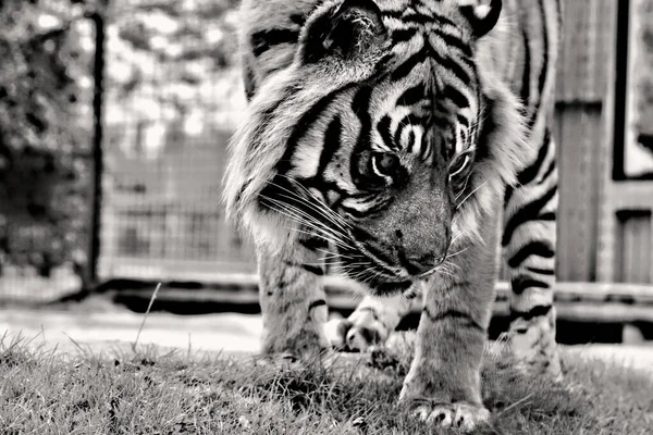 Тигр Зоопарке — стоковое фото
