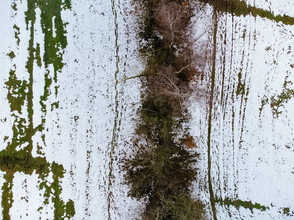 Березовий Ліс Навесні — стокове фото