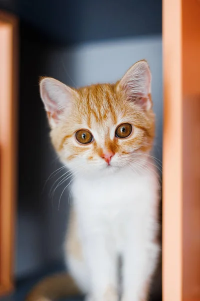 Ładny Kot Czerwonymi Oczami — Zdjęcie stockowe