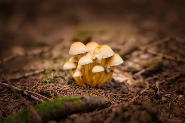 Setas Bosque Naturaleza — Foto de Stock