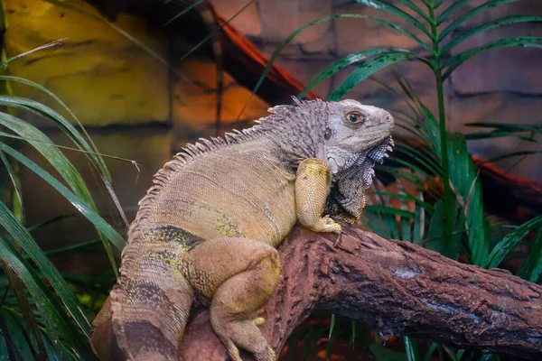 Zielona Iguana Zoo — Zdjęcie stockowe