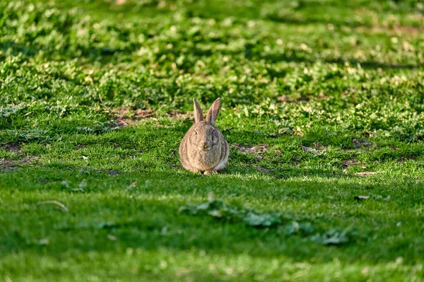 Coniglio Nell Erba Verde — Foto Stock