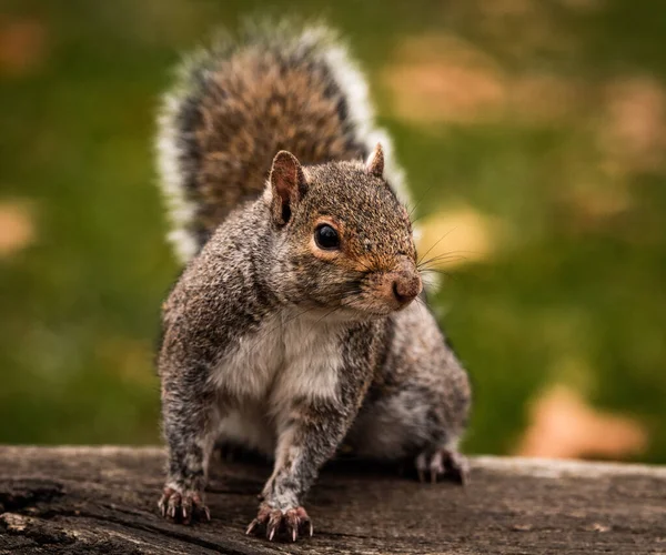 Squirrel Ground — Stock Photo, Image