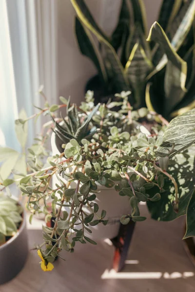 Karangan Bunga Yang Indah Dalam Vas Pada Latar Belakang Putih — Stok Foto