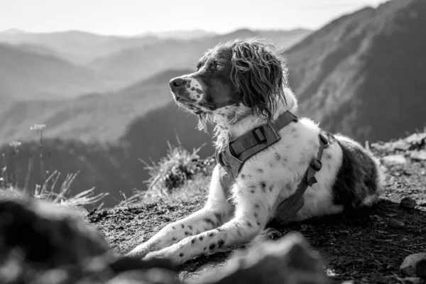 山の中に犬がいる若い女性の白黒写真です — ストック写真