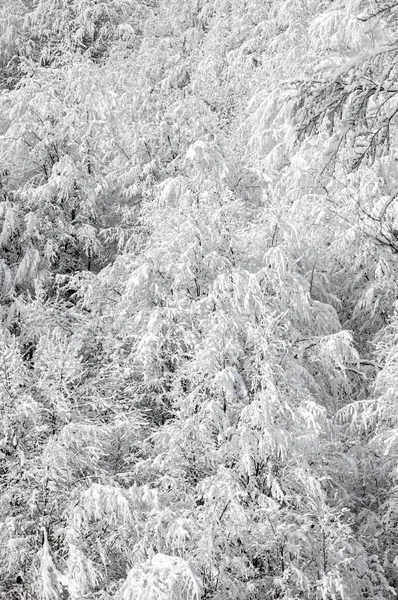 Krásný Pohled Zimní Les Pokrytý Chocholem — Stock fotografie