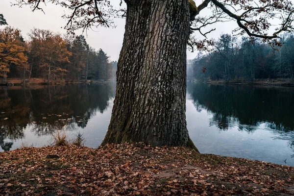 Jesienny Krajobraz Drzewami Refleksjami — Zdjęcie stockowe