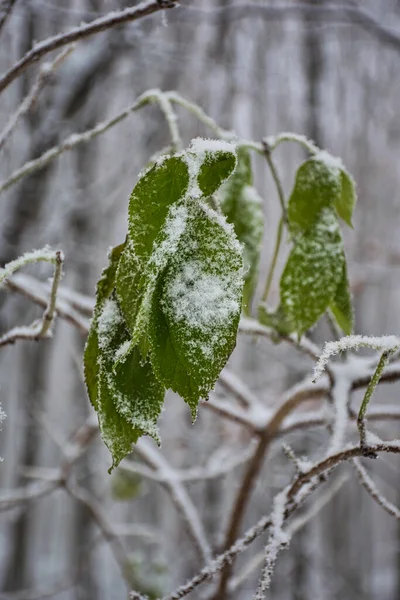 Frozen Branch Tree Covered Snow — Stock Photo, Image