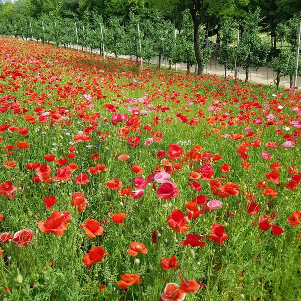 Красивые Красные Цветы Мака Саду — стоковое фото