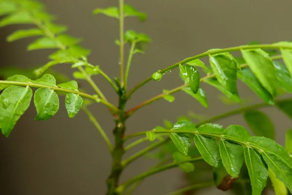 Bel Colpo Botanico Carta Parati Naturale — Foto Stock