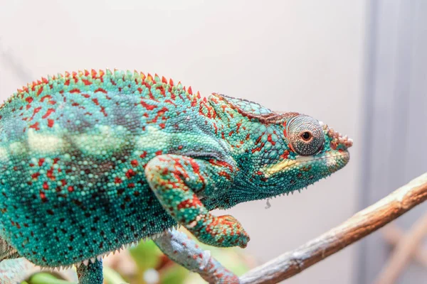 Cute Lizard Sitting Tree Branch — Stock Photo, Image