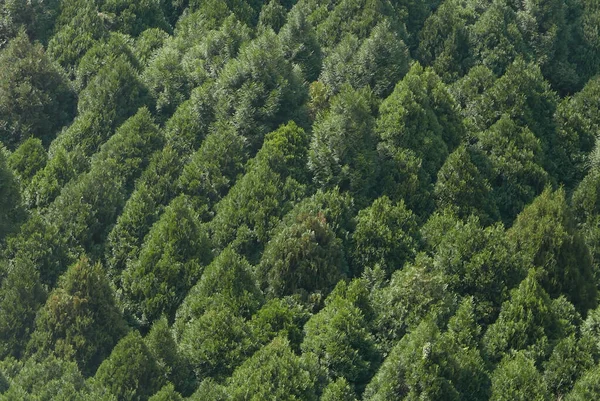 Vista Aerea Della Foresta Montagna — Foto Stock