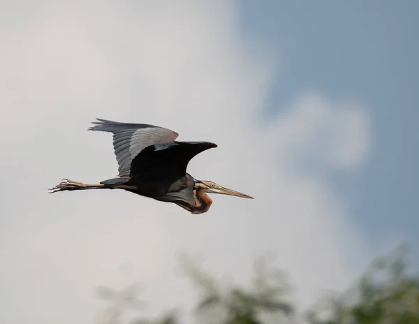 Pássaro Voando Céu Fundo Natureza — Fotografia de Stock