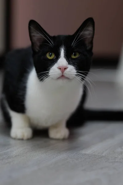 Fekete Fehér Macska Nagy Szemekkel — Stock Fotó