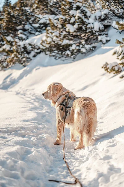 Собака Зимнем Лесу Крупным Планом — стоковое фото