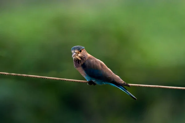 自然生息地で鳥のクローズアップ — ストック写真