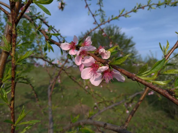 Piękne Botaniczne Ujęcie Naturalna Tapeta — Zdjęcie stockowe