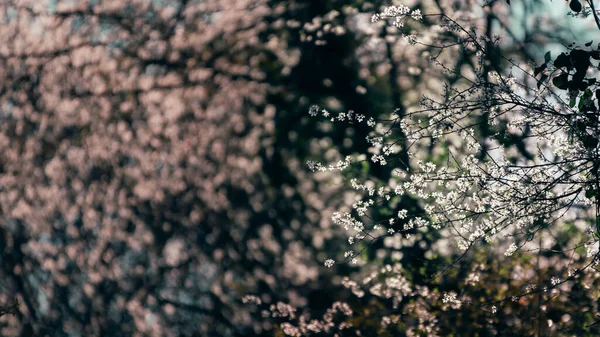 Ανοιξιάτικα Άνθη Κερασιάς Θολό Φόντο — Φωτογραφία Αρχείου