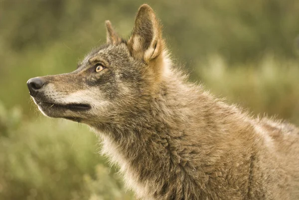 Close Portret Van Een Jonge Wolf — Stockfoto