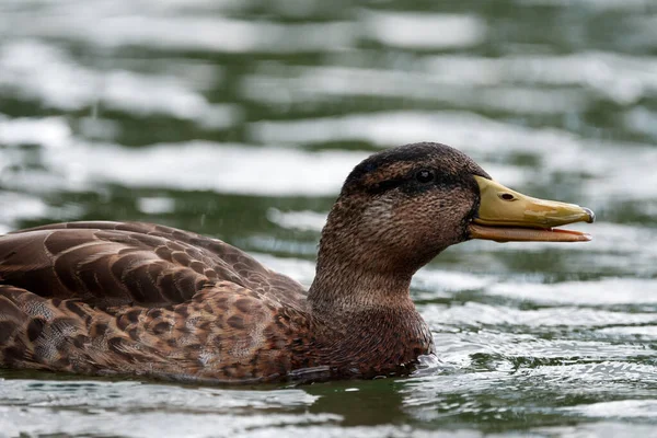 Canard Sur Lac — Photo