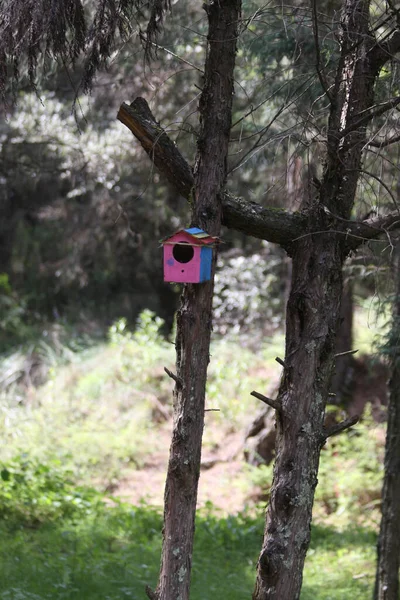Τροφοδότης Πουλιών Στο Δάσος — Φωτογραφία Αρχείου