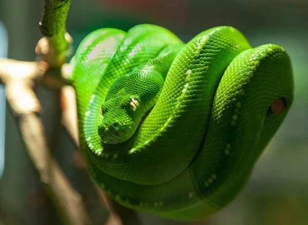 Grüne Schlange Auf Einem Baum — Stockfoto
