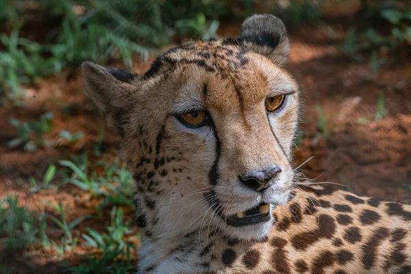 Zblízka Geparda Savaně Africké — Stock fotografie