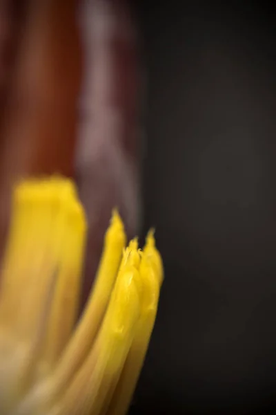 Fleur Tulipe Jaune Sur Fond Sombre — Photo