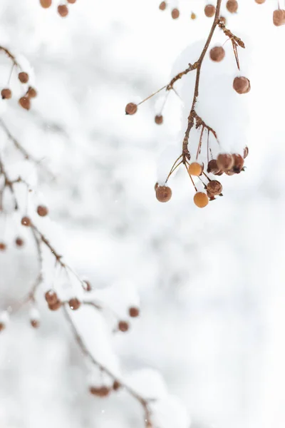 Снігові Гілки Калюжею Гілці Дерева — стокове фото