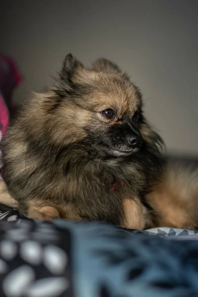 Porträtt Söt Pommerska Hund Bakgrunden Närbild — Stockfoto