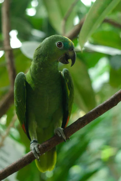 Egy Közeli Felvétel Egy Zöld Papagájról Amint Egy Ágon — Stock Fotó