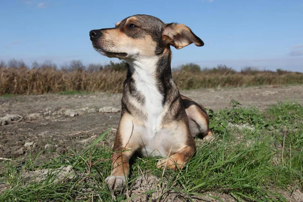 Vue Chien Jouant Extérieur — Photo