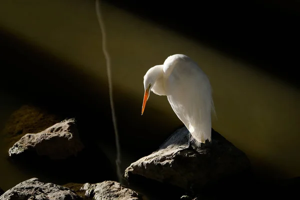 Pelícano Blanco Agua — Foto de Stock