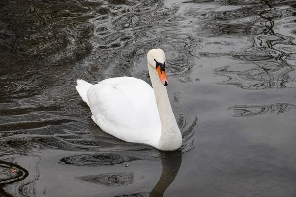 Schöner Weißer Schwan Auf Dem See — Stockfoto