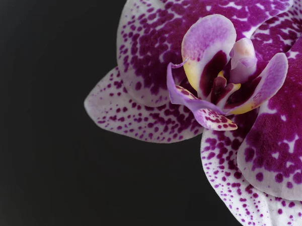 Flor Orquídea Fundo Preto — Fotografia de Stock